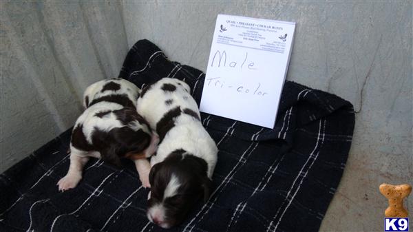 Puppies in Dime box